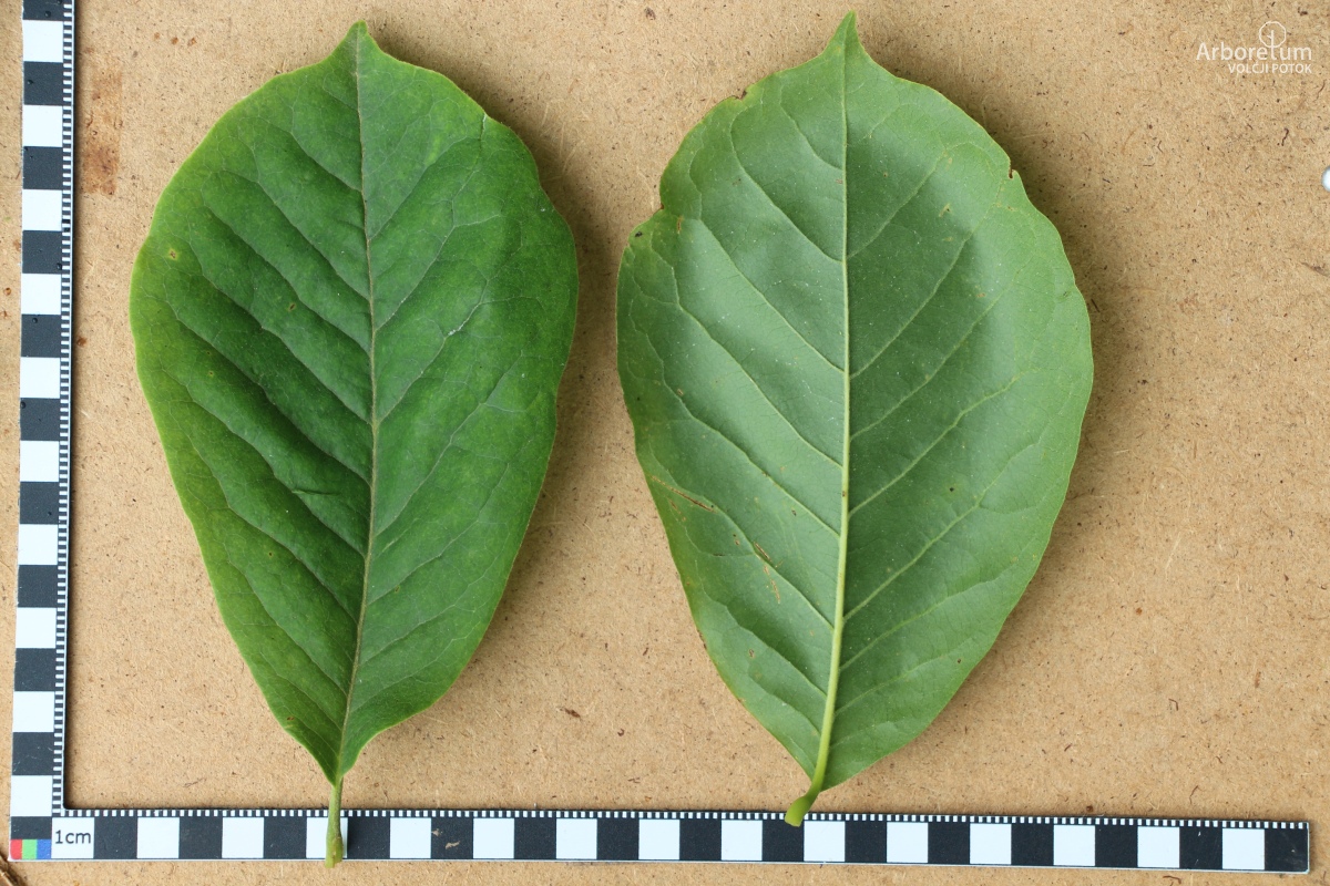 A-3-24-Magnolia × soulangeana ‘Rustica Rubra’_l