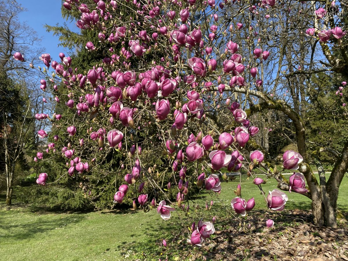 A-3-24-Magnolia × soulangeana ‘Rustica Rubra’_v