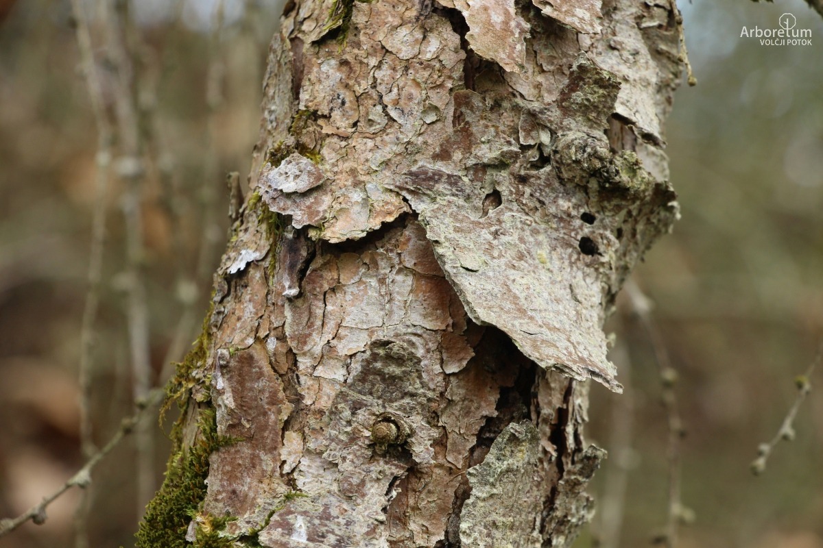 A-3-44_Larix decidua ‘Pendula’_d4