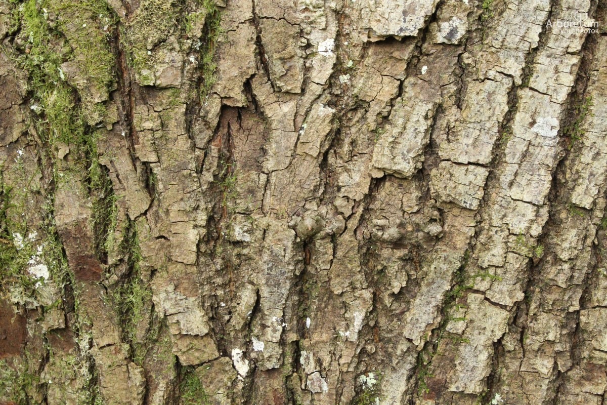 B-2-67_Tilia platyphyllos ‘Fastigiata’_d4