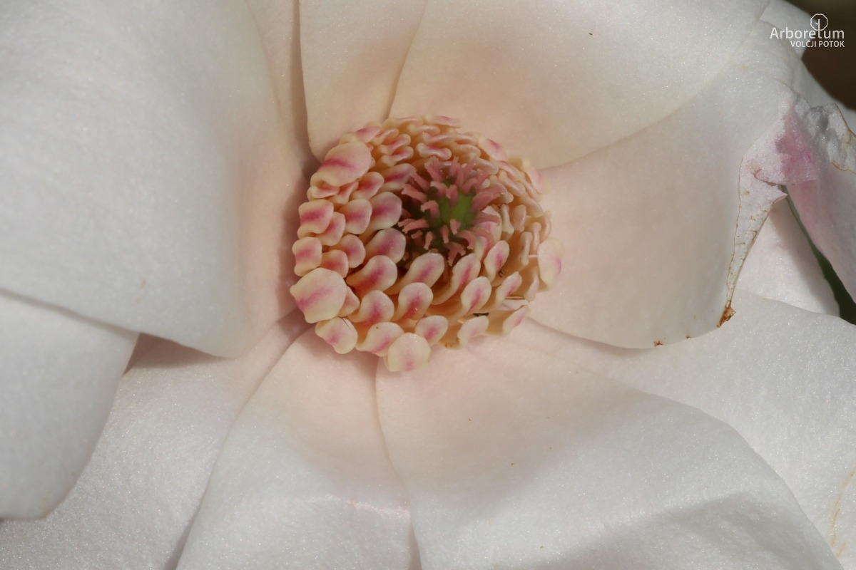 A-1-116_Magnolia × loebneri_c4
