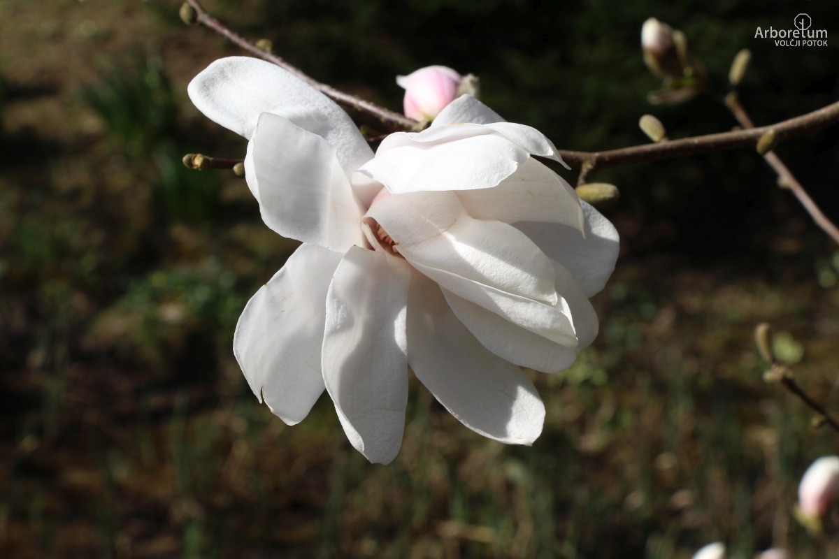 A-1-116_Magnolia × loebneri_c5