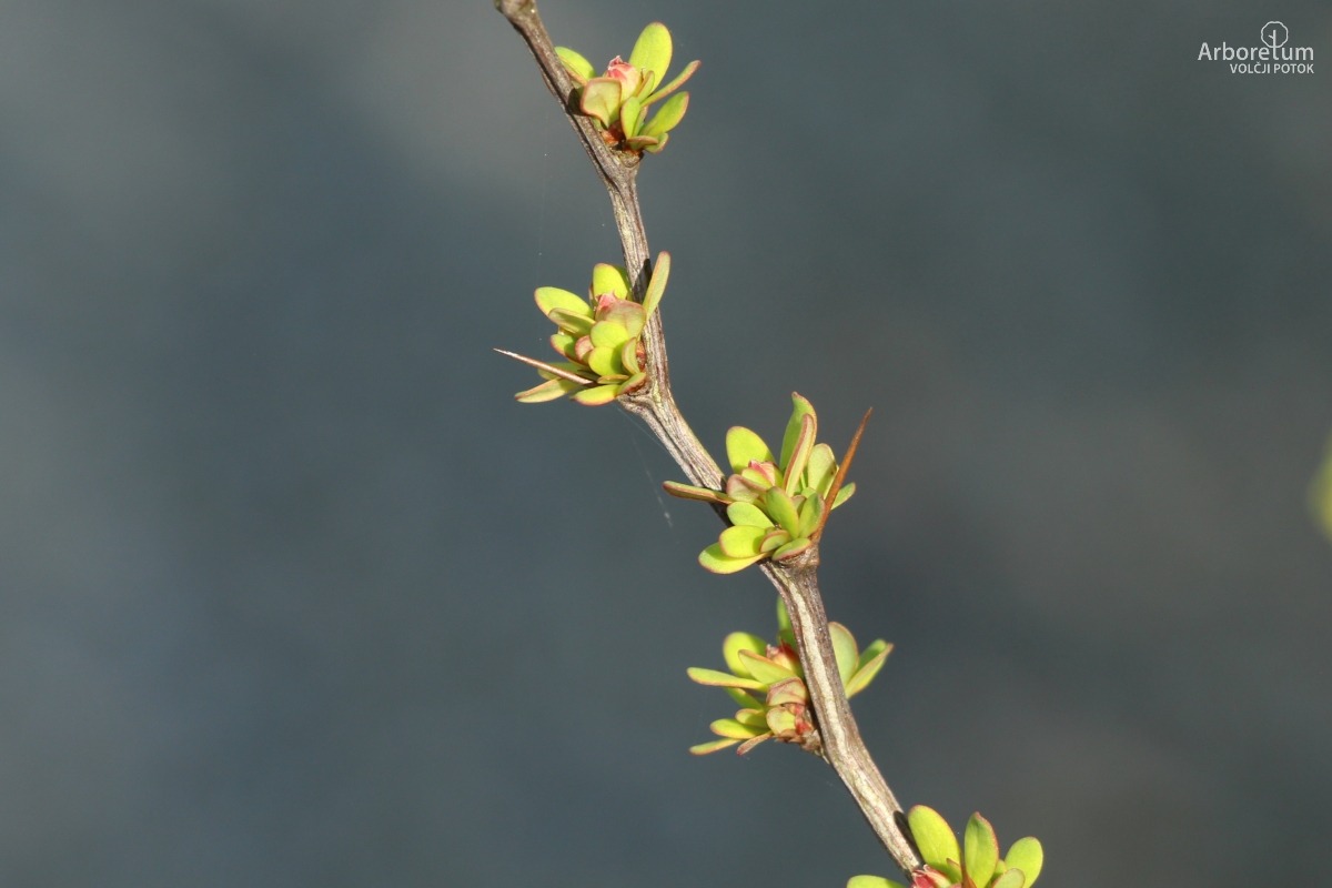A-1-119_Berberis thunbergii ‘Erecta’_v4