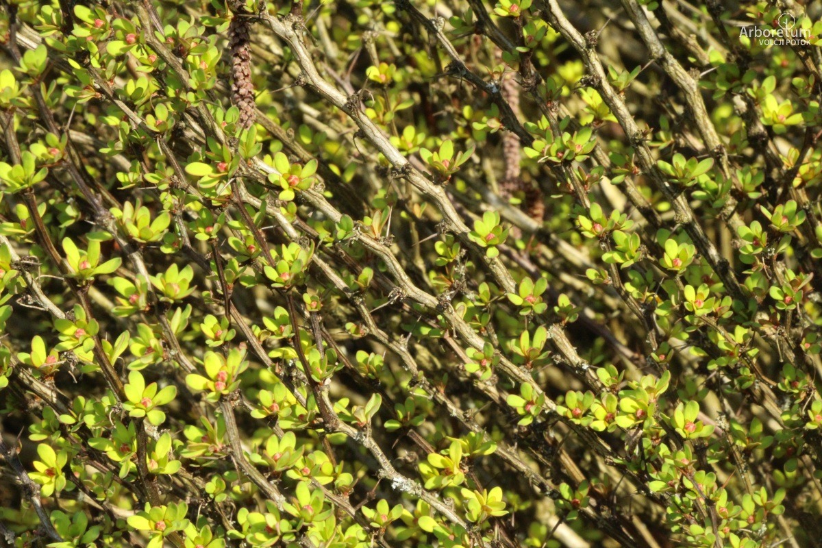 A-1-119_Berberis thunbergii ‘Erecta’_v5