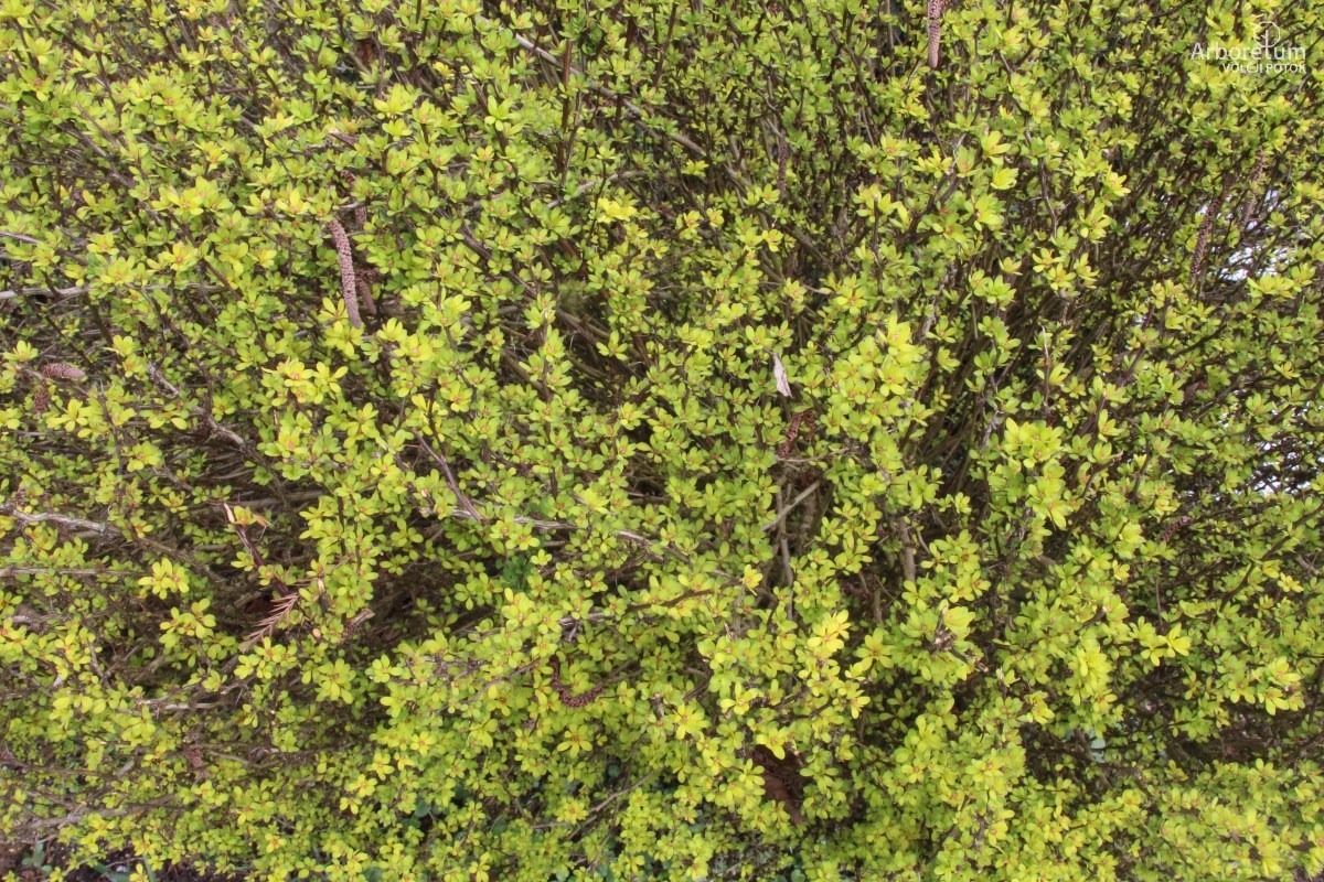 A-1-119_Berberis thunbergii ‘Erecta’_v6