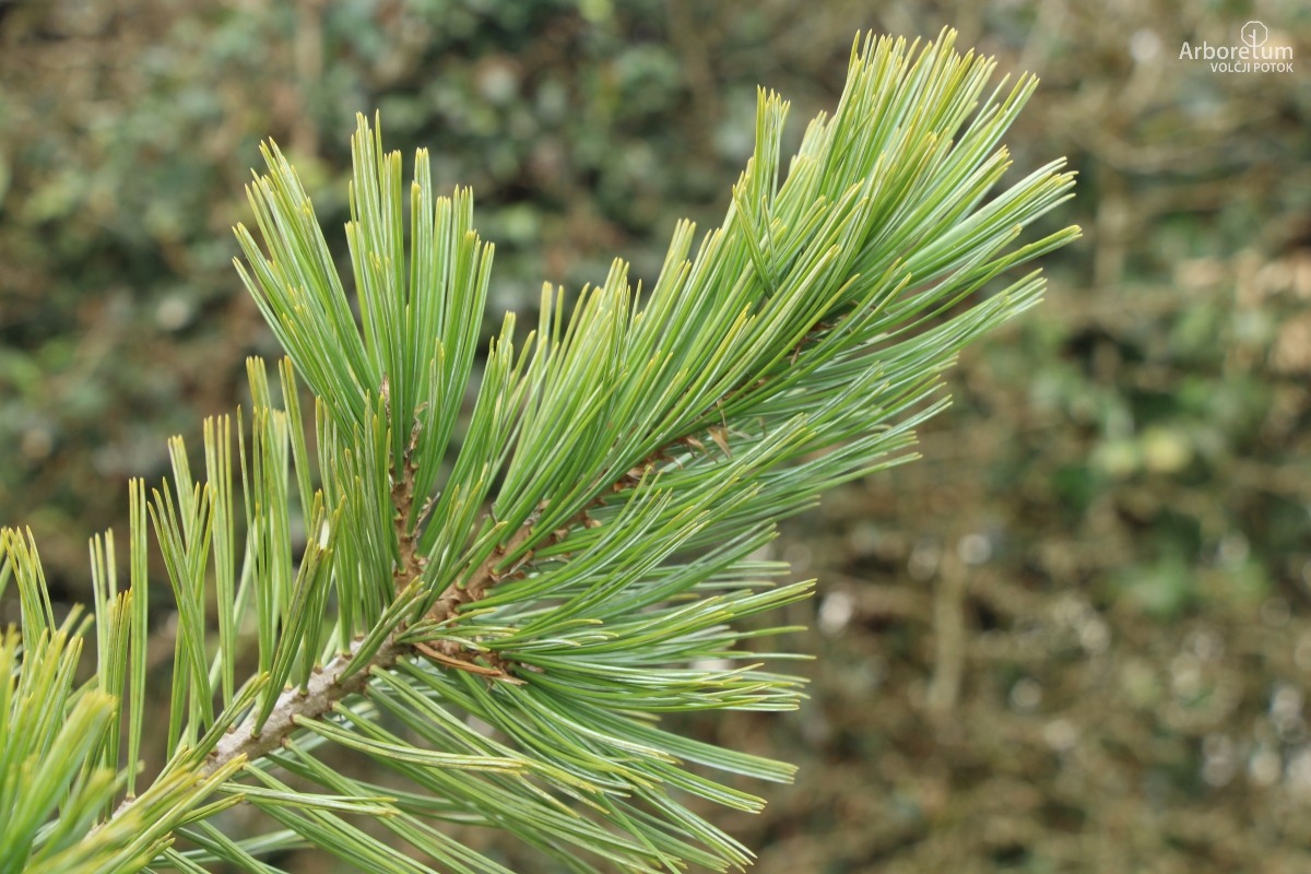 A-1-122_Pinus × schwerinii_v8