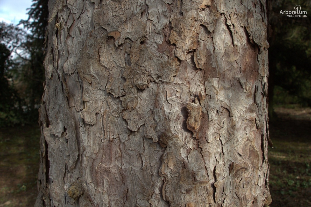 A-1-61_Picea koyamae_d5