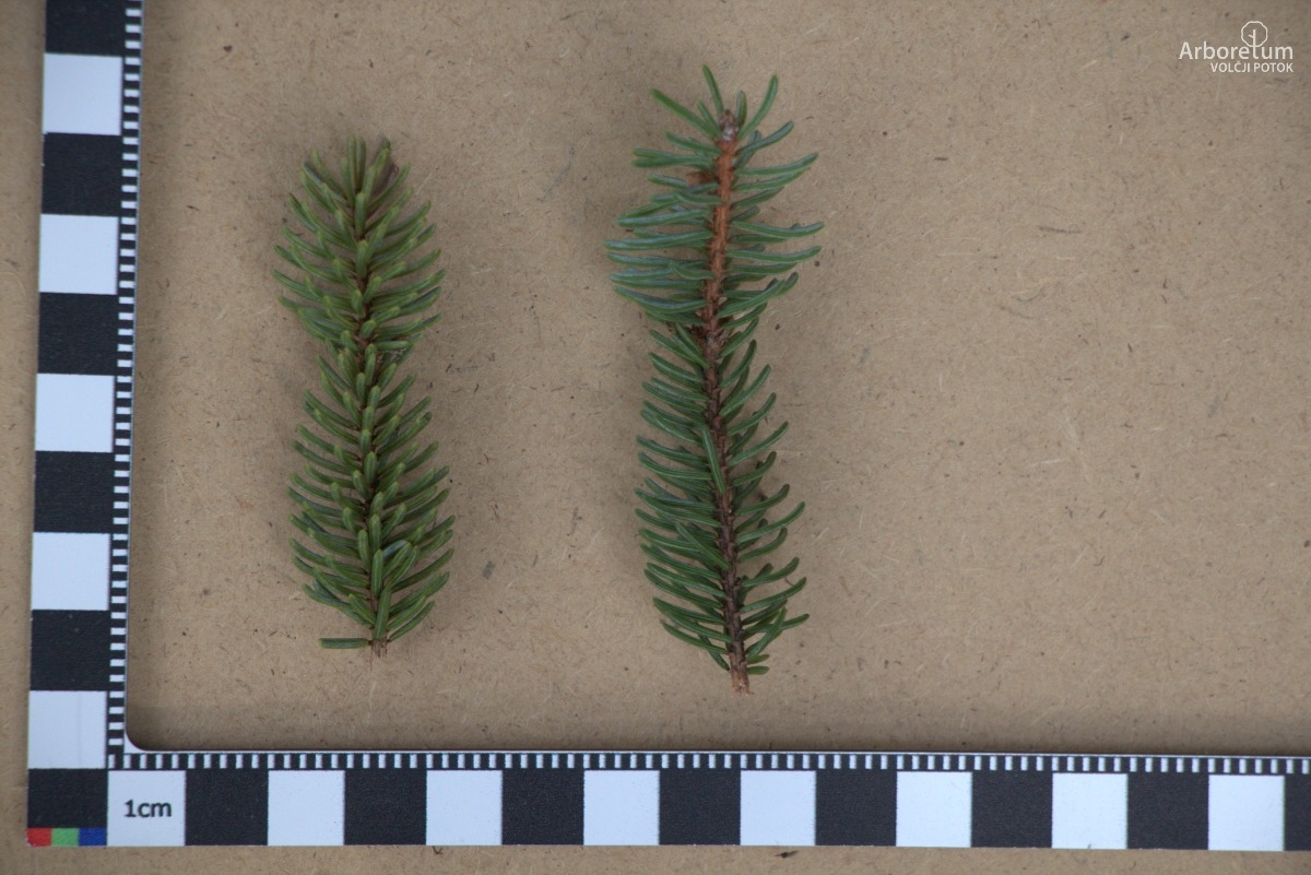 A-1-61_Picea koyamae_l5