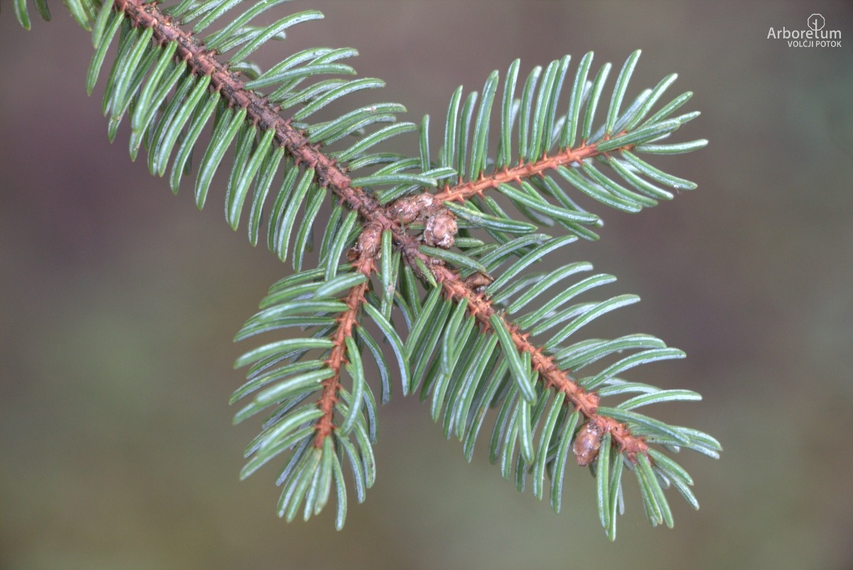 A-1-61_Picea koyamae_v5