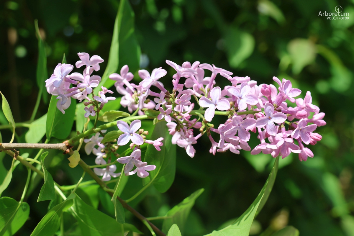 A-1-95_Syringa vulgaris_c