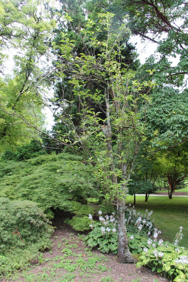 A-2-39_Prunus serrulata ‘Amanogawa’_h