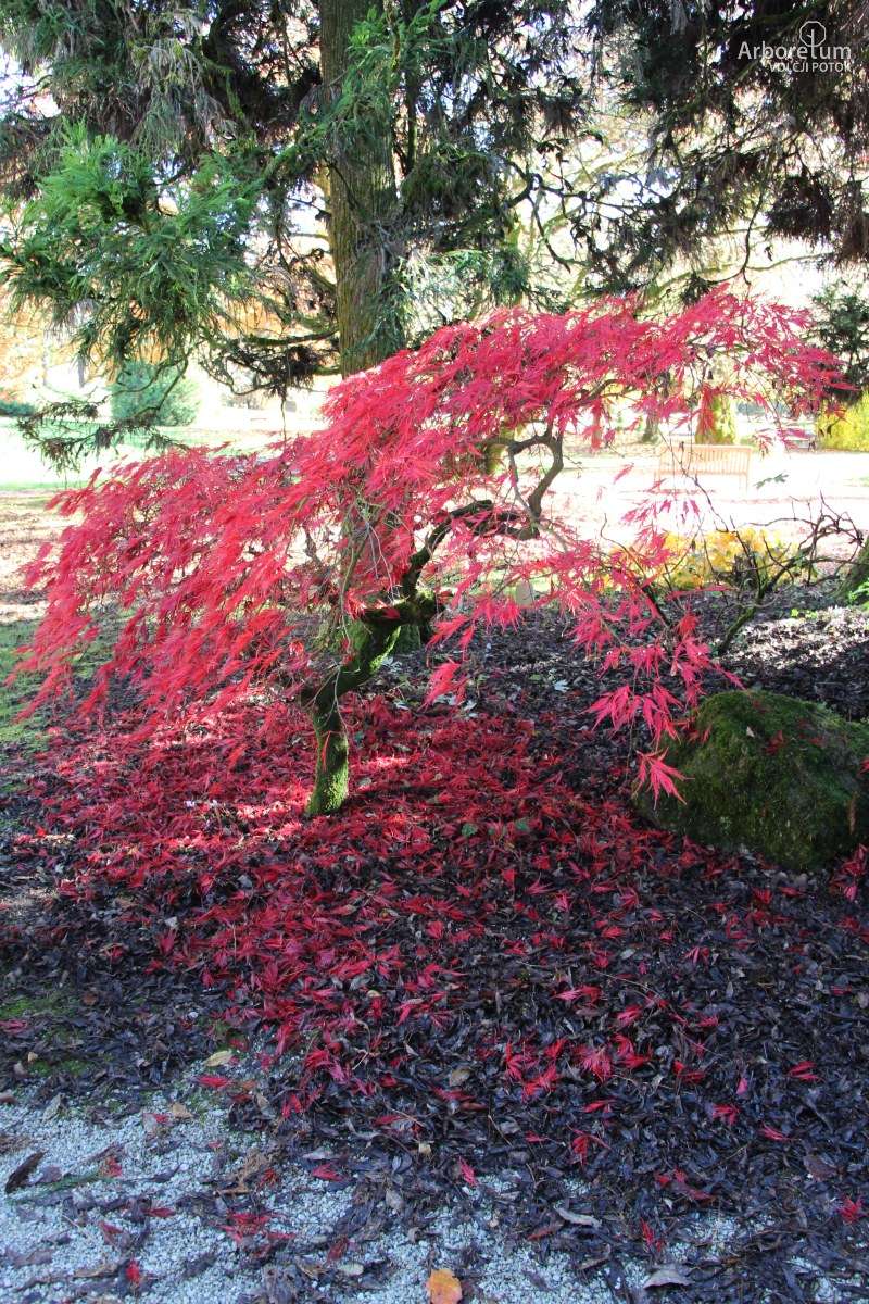 A-2-47_Acer palmatum ‘Dissectum Nigrum’_h11