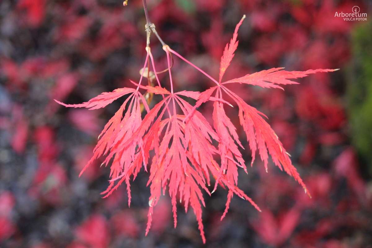 A-2-47_Acer palmatum ‘Dissectum Nigrum’_l11