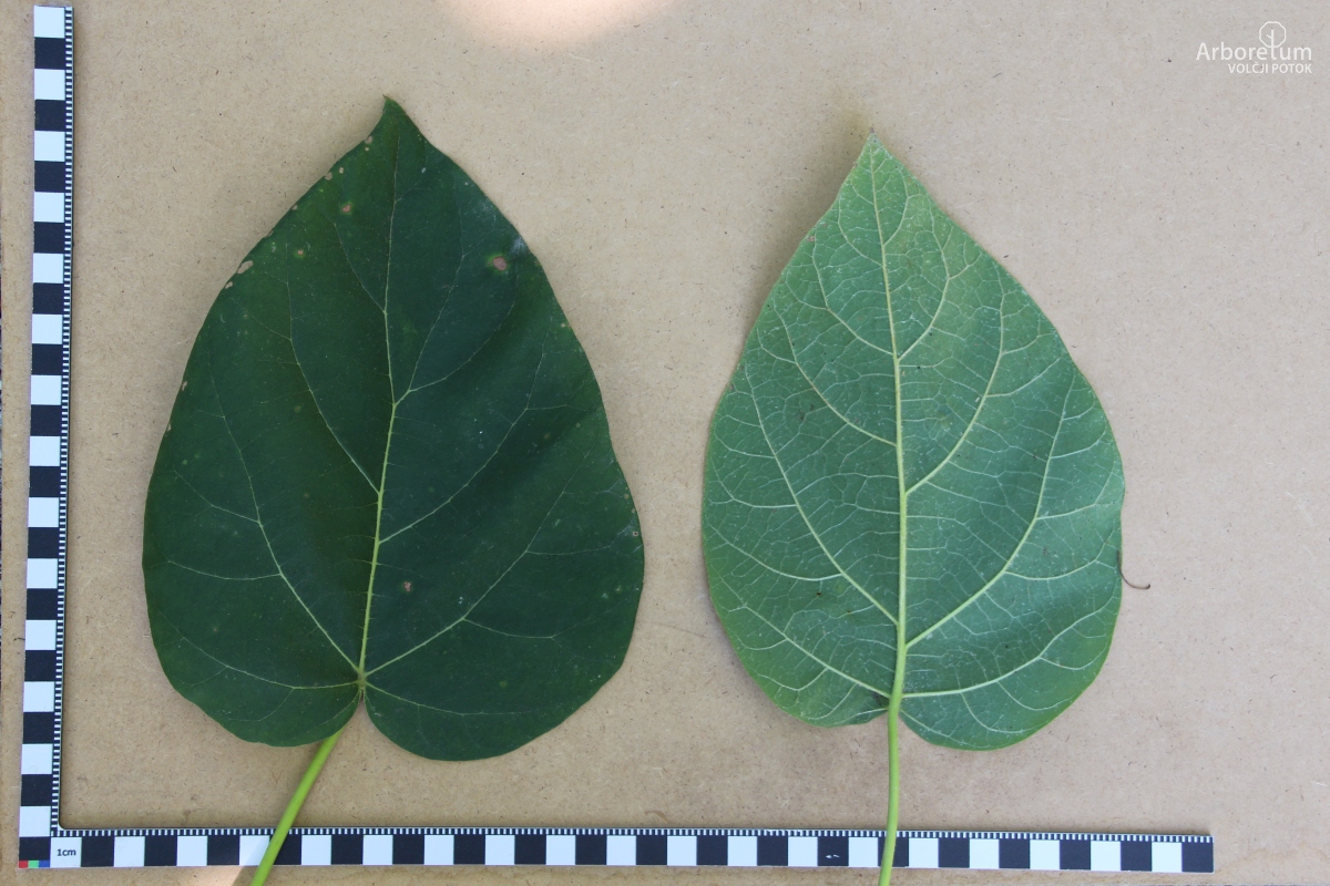 A-3-28_Paulownia tomentosa_l5