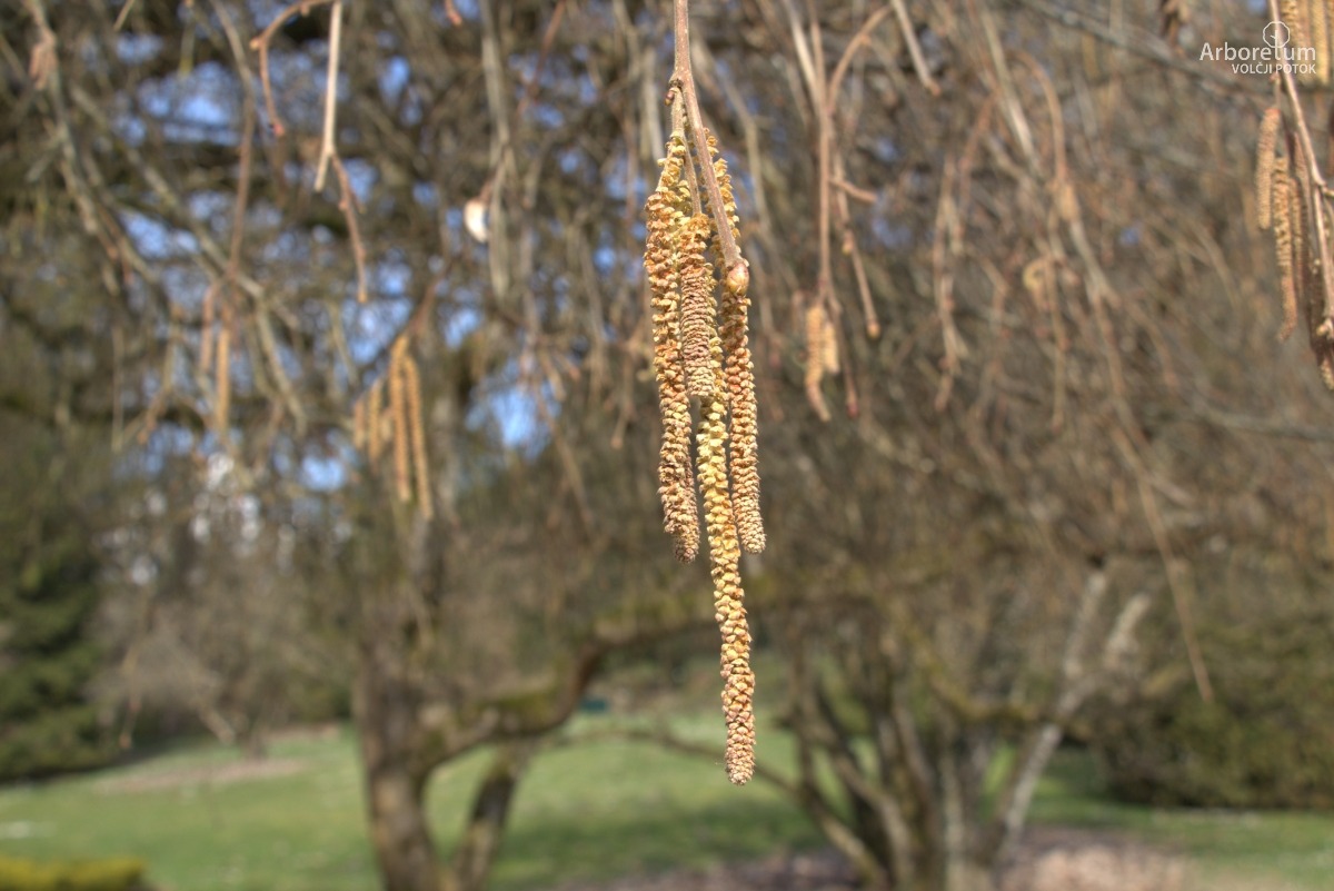 A-3-38_Corylus avellana ‘Pendula’_p6
