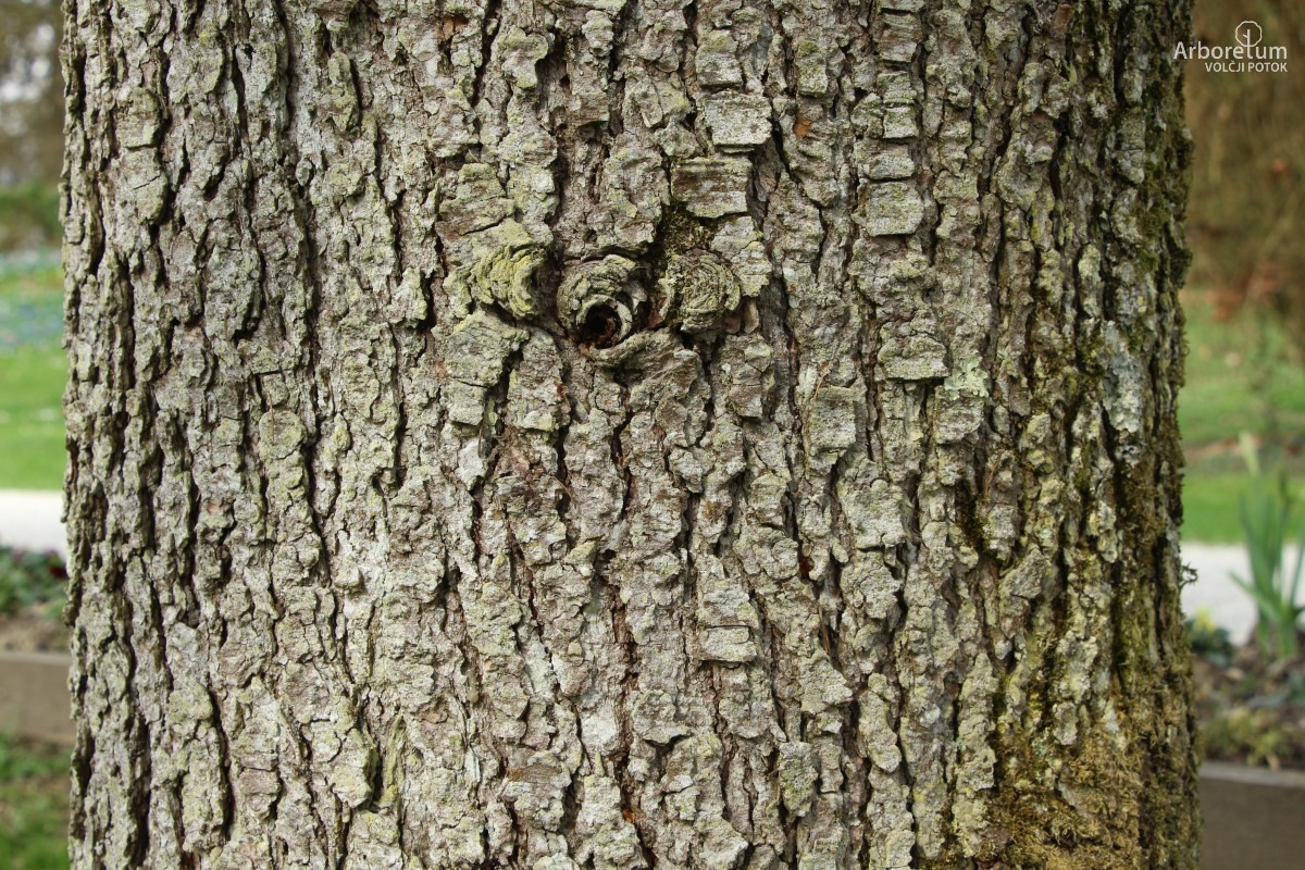 A-3-50_Cedrus atlantica ‘Glauca’_d5