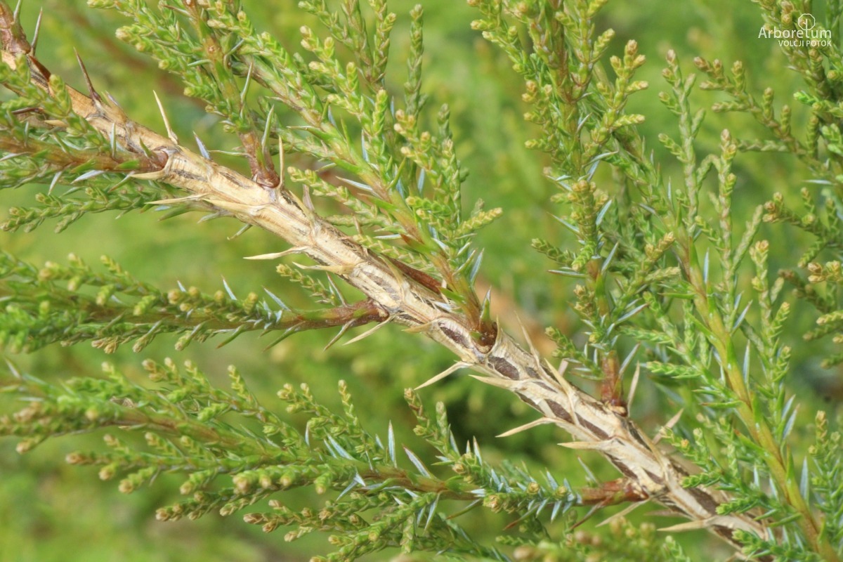 A-3-72_Juniperus sabina ‘Tripartita’_v3