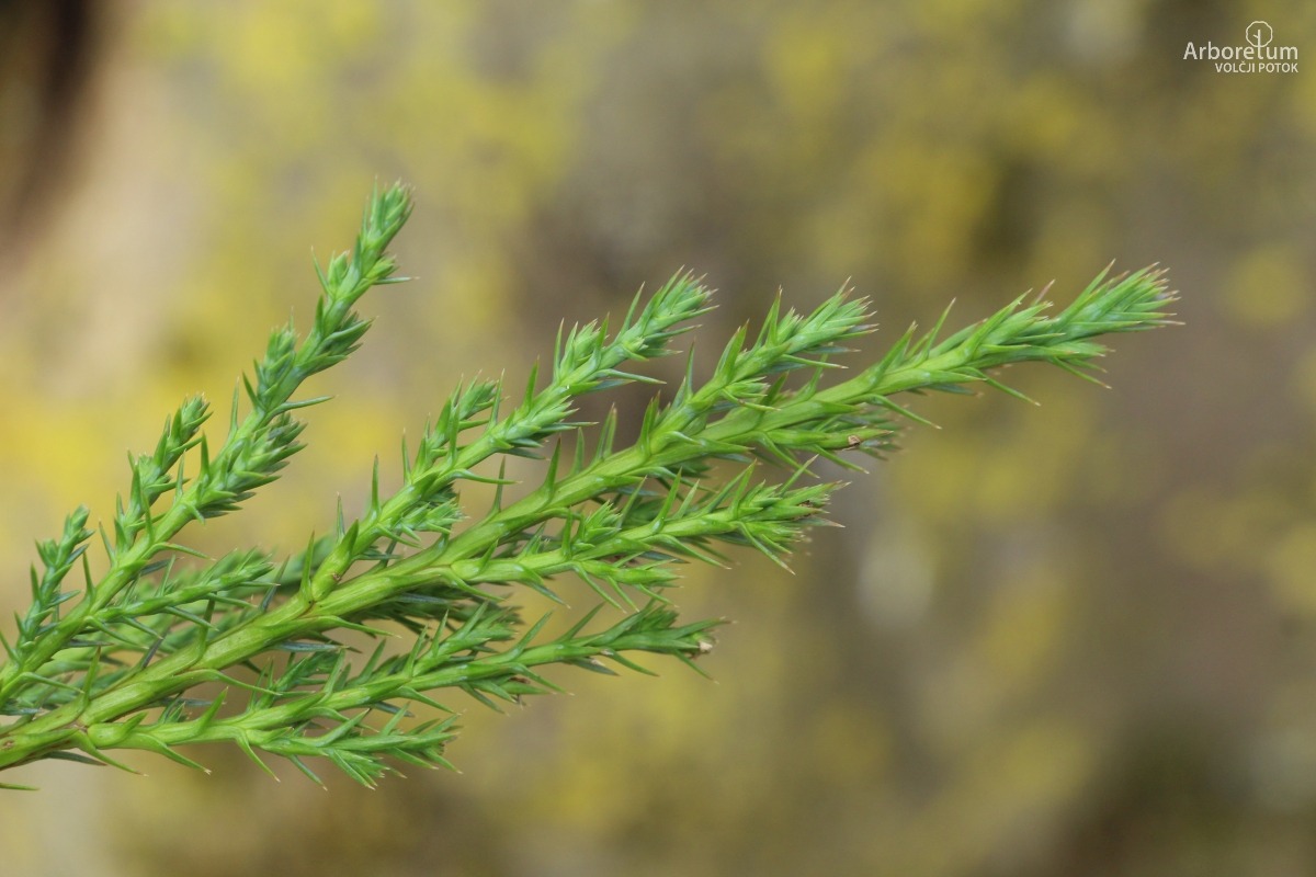 A-3-72_Juniperus sabina ‘Tripartita’_v4