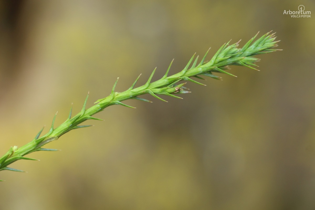 A-3-72_Juniperus sabina ‘Tripartita’_v5