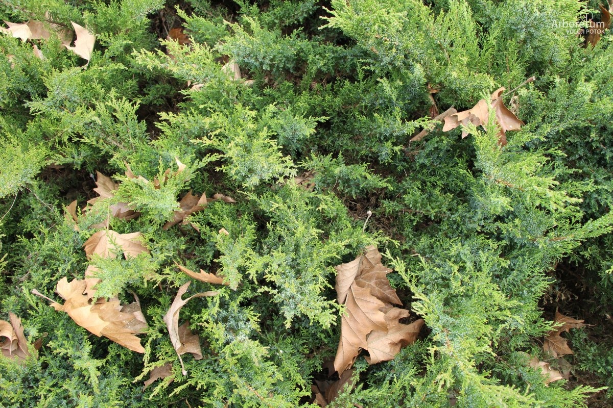 A-3-72_Juniperus sabina ‘Tripartita’_v6
