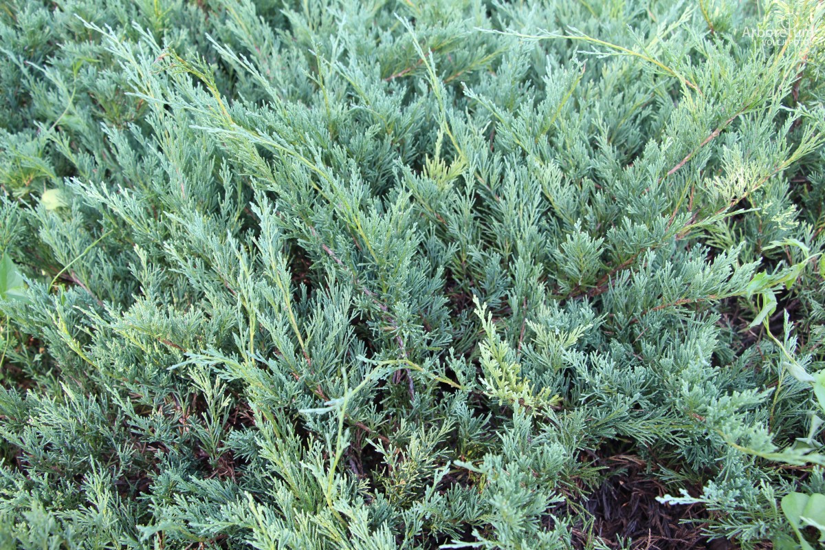 A-3-74_Juniperus horizontalis ‘Prince of Wales’_v