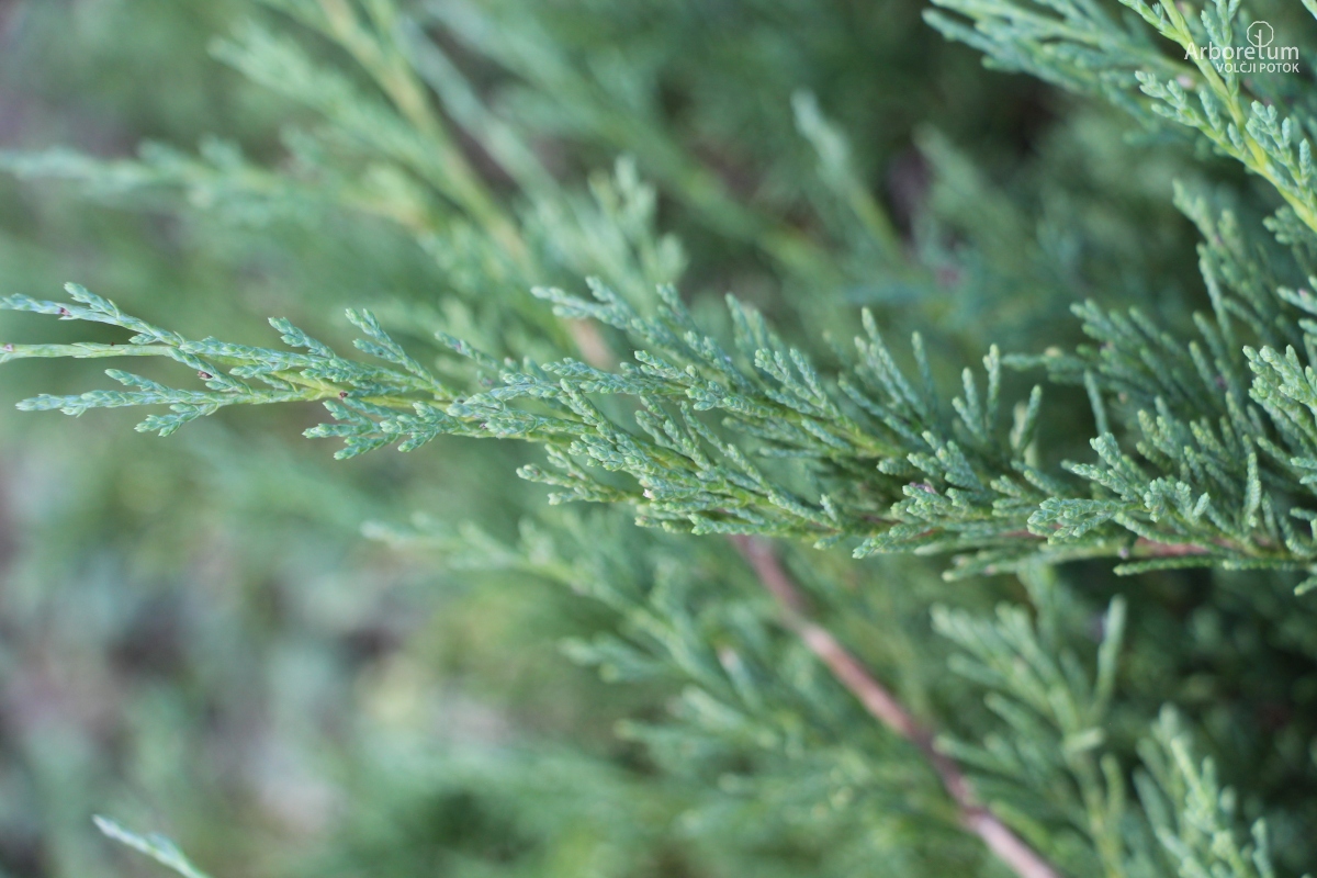 A-3-74_Juniperus horizontalis ‘Prince of Wales’_v2
