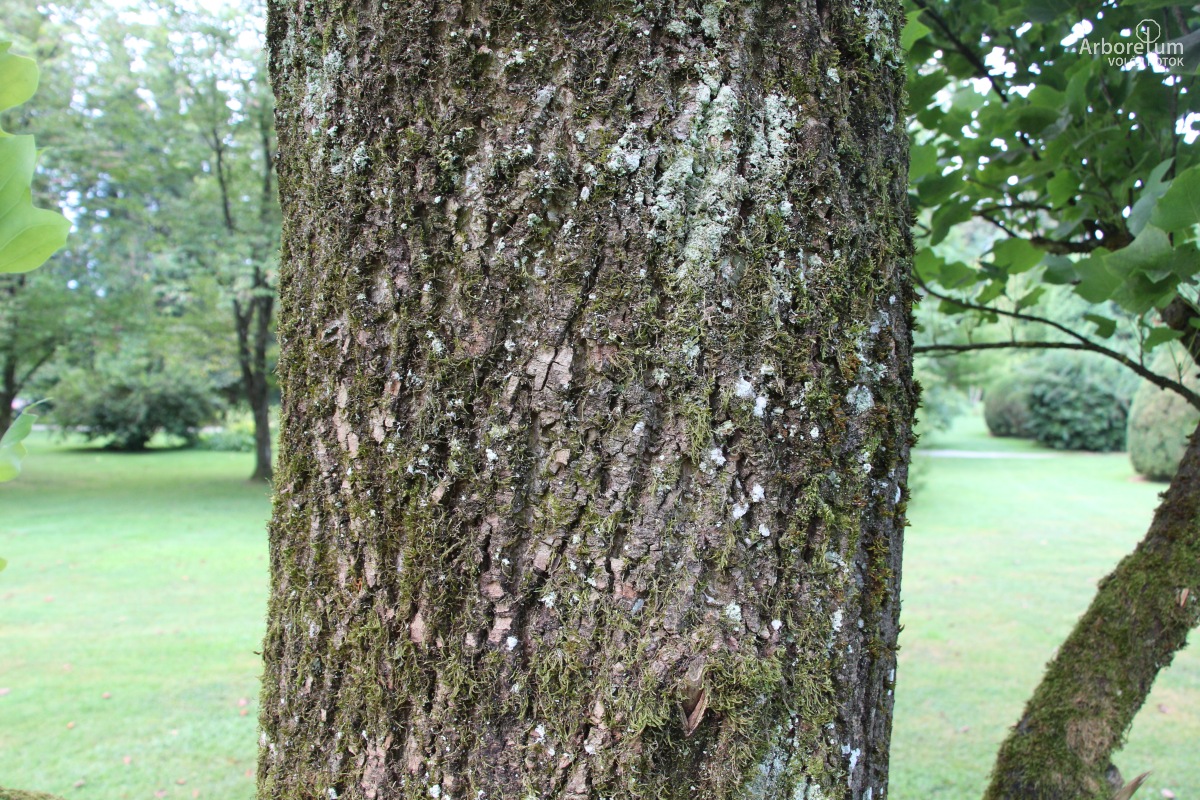 A-4-13_Liriodendron tulipifera ‘Fastigiata’_d