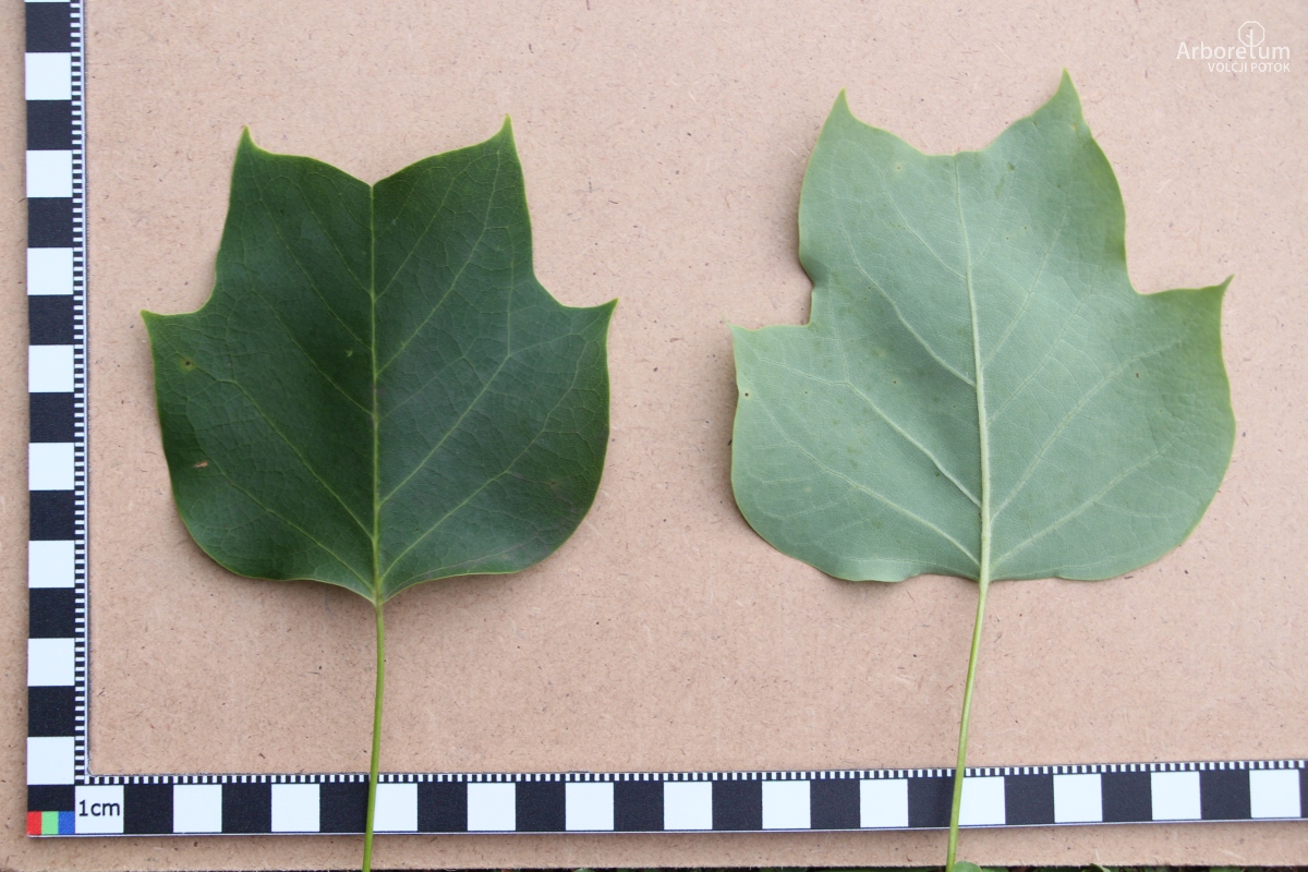 A-4-13_Liriodendron tulipifera ‘Fastigiata’_l