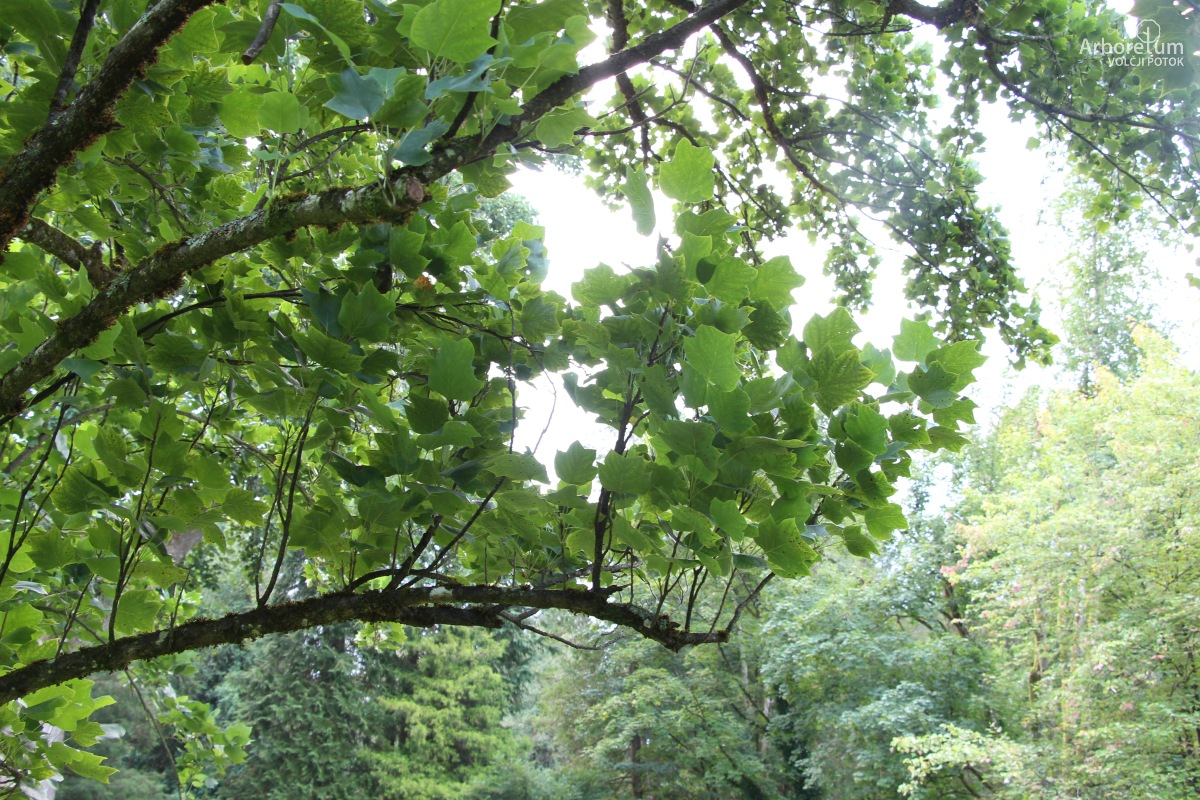 A-4-13_Liriodendron tulipifera ‘Fastigiata’_v