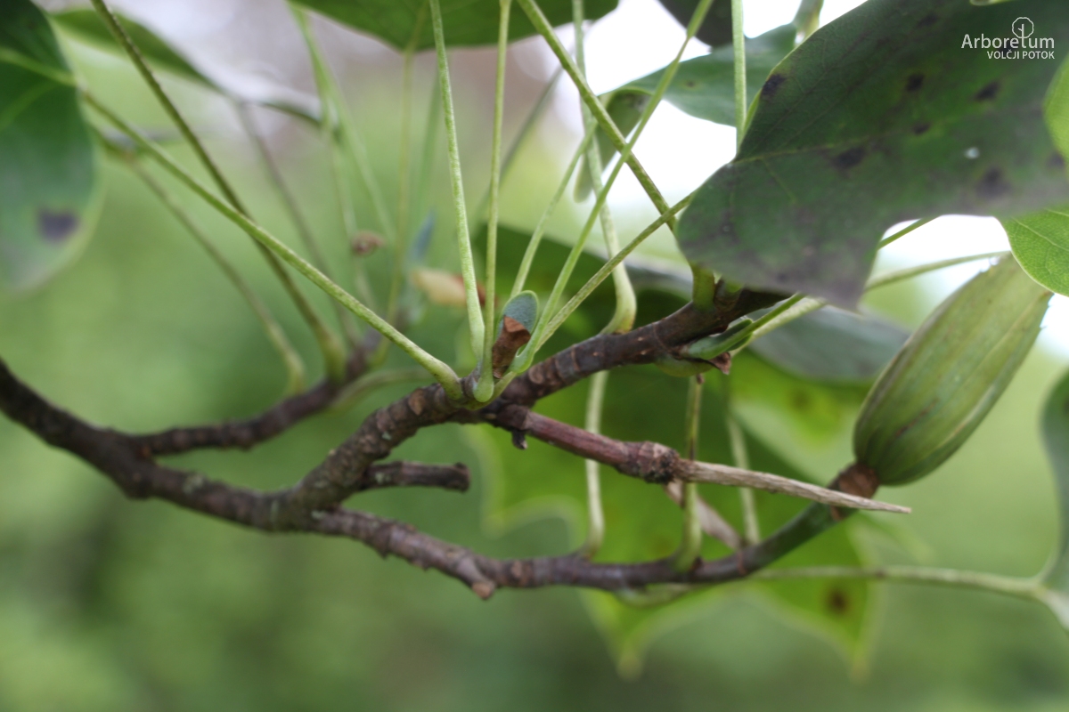 A-4-13_Liriodendron tulipifera ‘Fastigiata’_v2