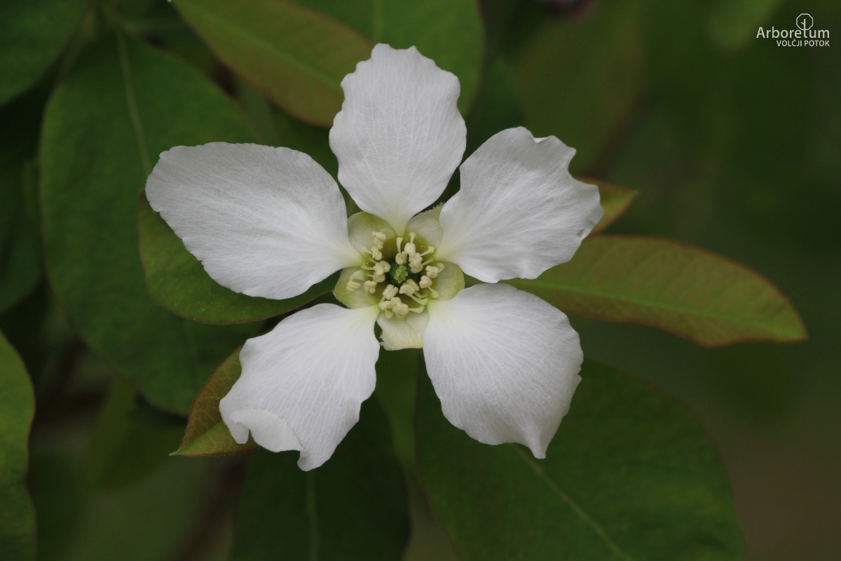 A-4-18_Exochorda racemosa_c8