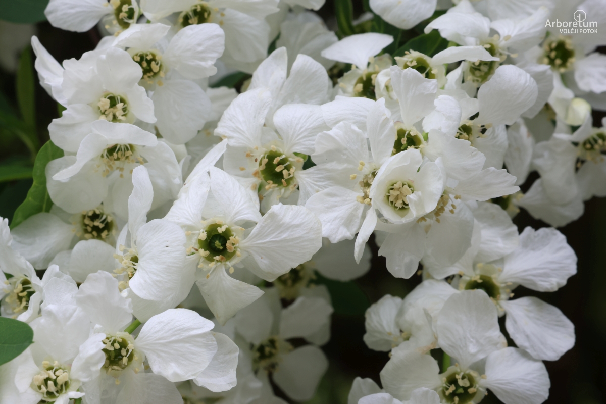 A-4-20_Exochorda racemosa_c6