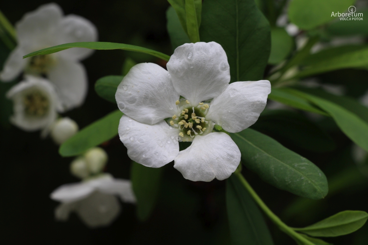 A-4-20_Exochorda racemosa_c7
