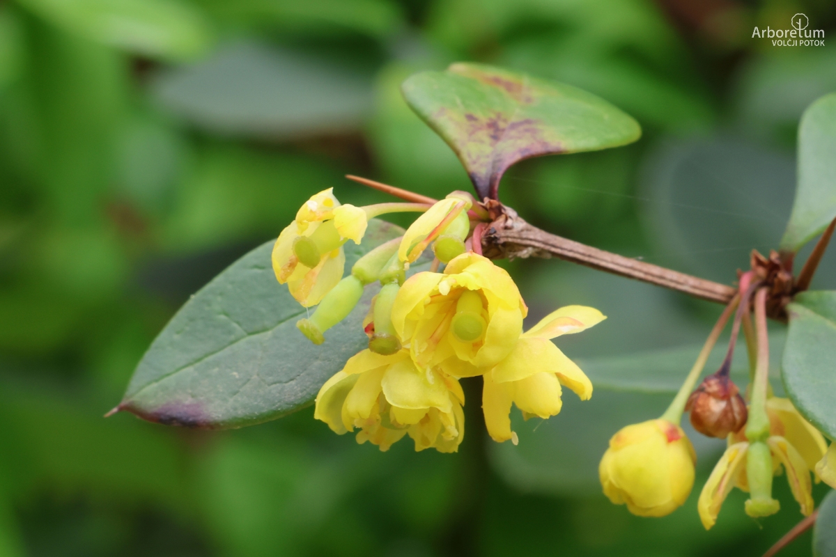 A-4-21_Berberis-koreana_c3