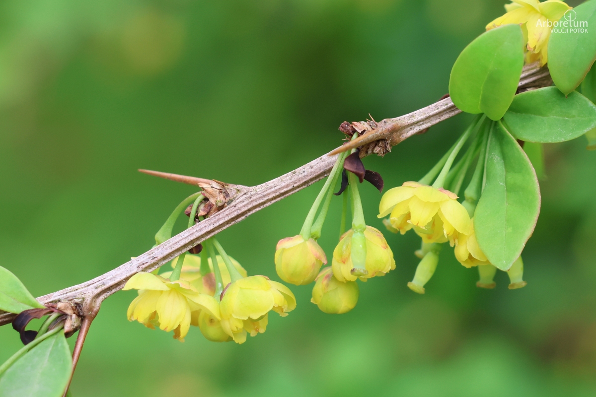 A-4-21_Berberis-koreana_c4