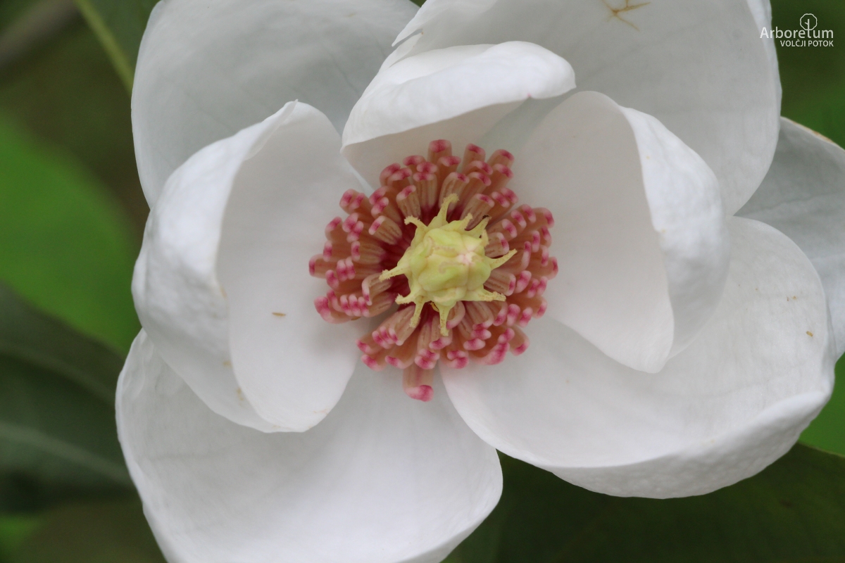 A-4-46_Magnolia sieboldii_c16_maj