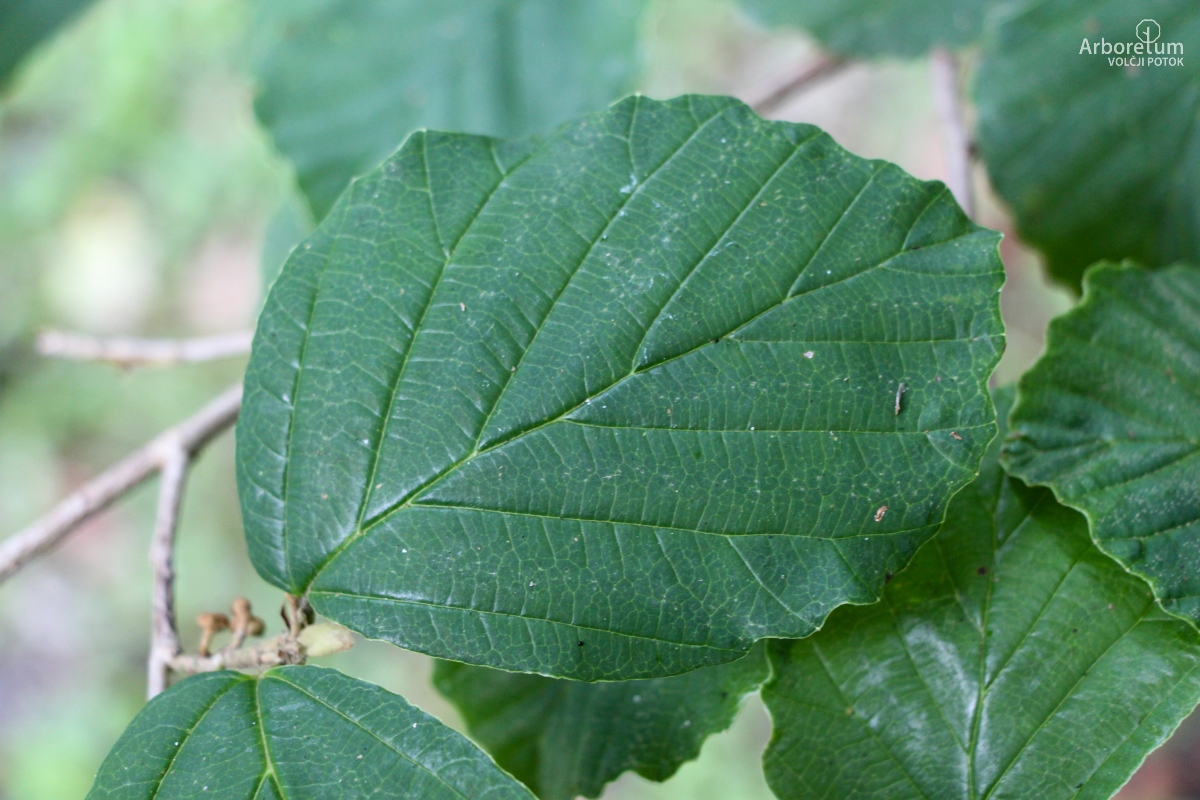 A-4-49_Hamamelis × intermedia_l3