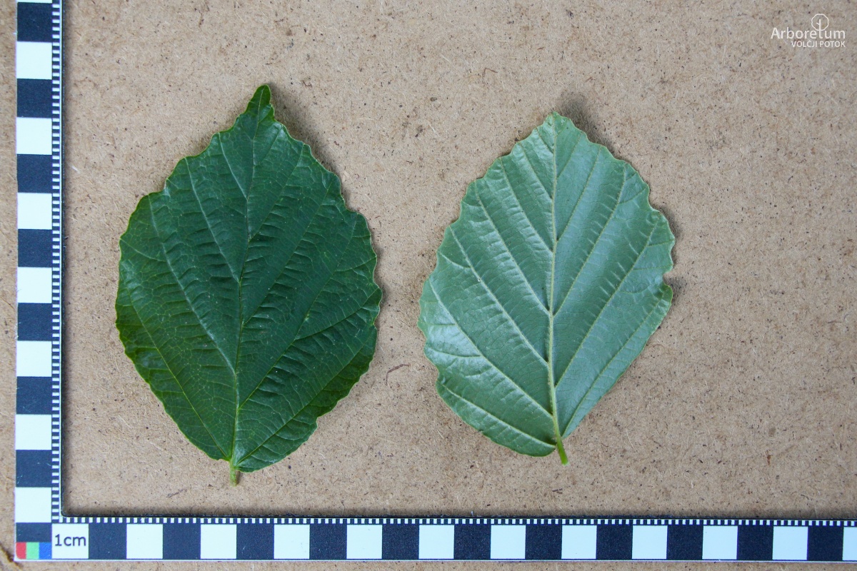 A-4-49_Hamamelis × intermedia_l4