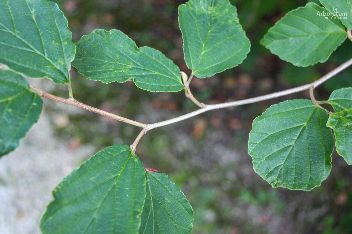 A-4-49_Hamamelis × intermedia_v2
