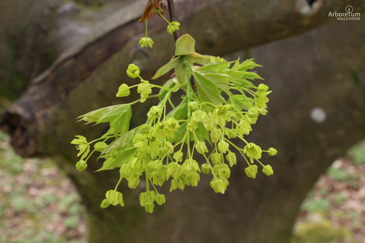 A-4-68_Acer platanoides_c6
