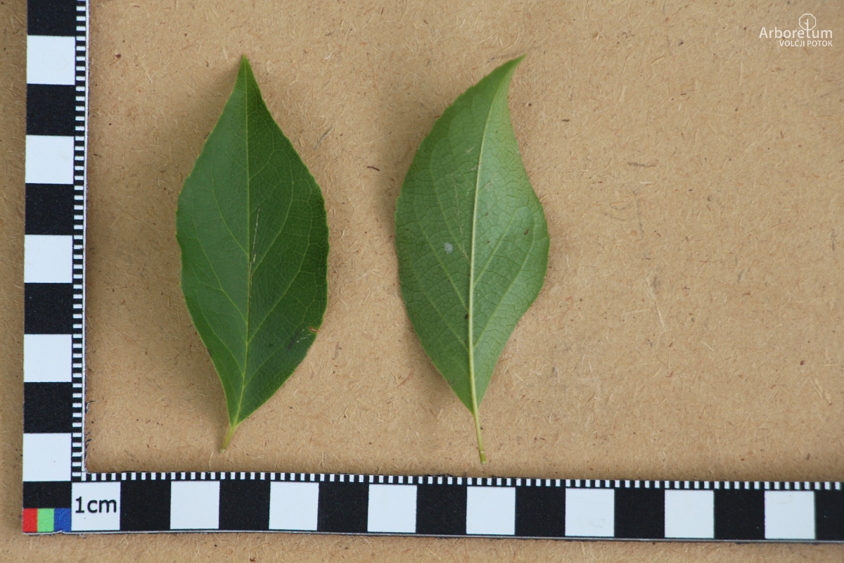 A-4-86_Stewartia monadelpha_l10