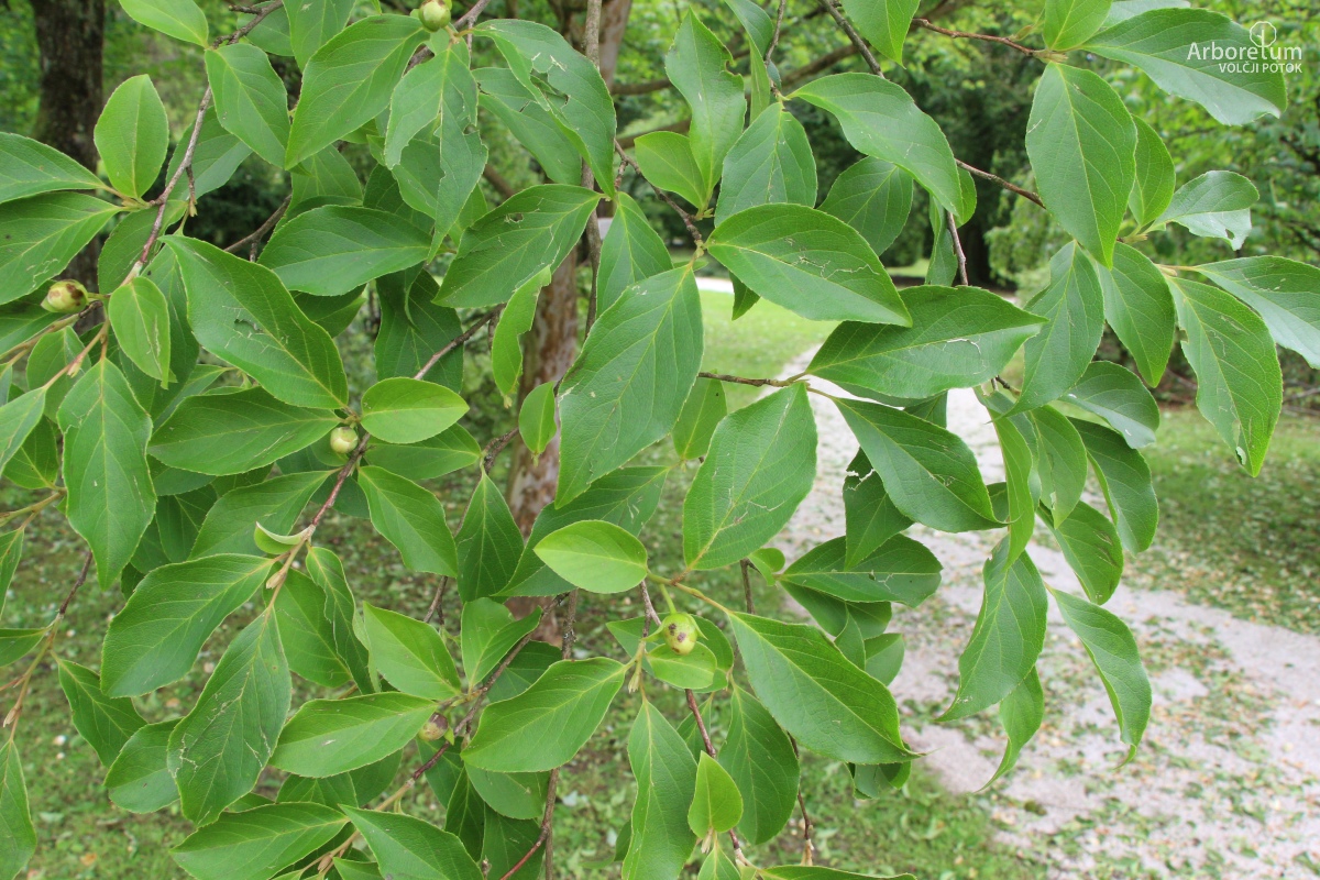 A-4-86_Stewartia monadelpha_v10