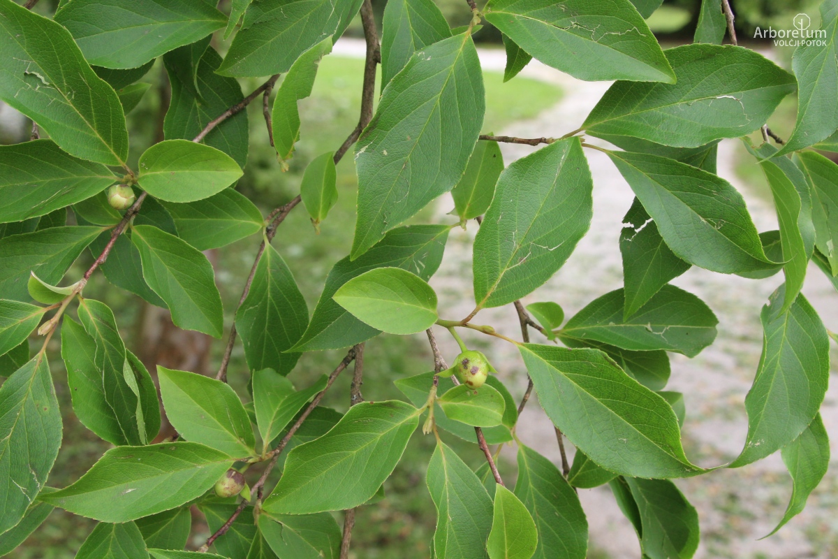A-4-86_Stewartia monadelpha_v11