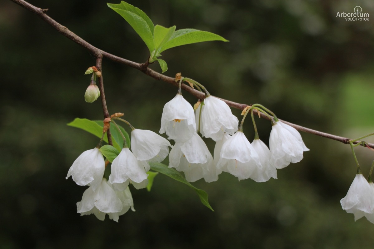 A-6-26_Halesia carolina_c