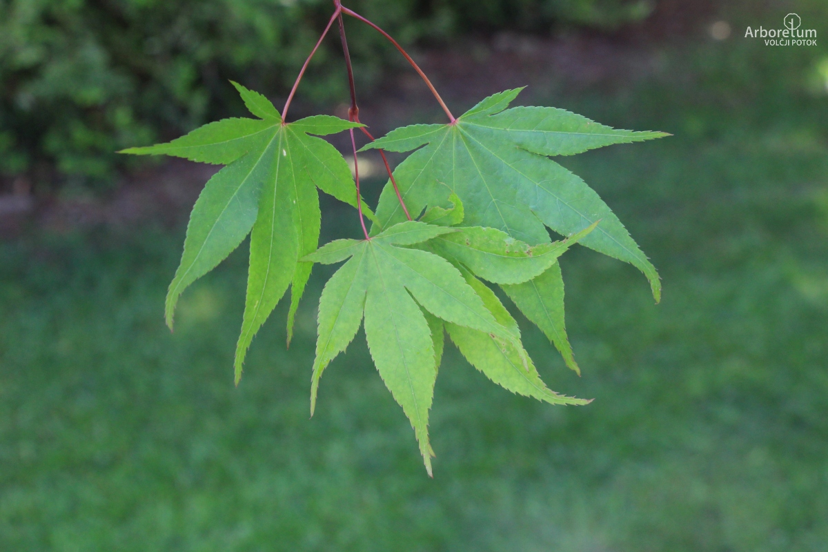 A-6-53_Acer palmatum var. coreanum_l11_maj