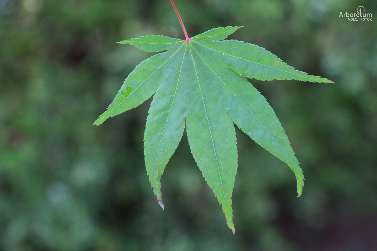 A-6-53_Acer palmatum var. coreanum_l12_maj