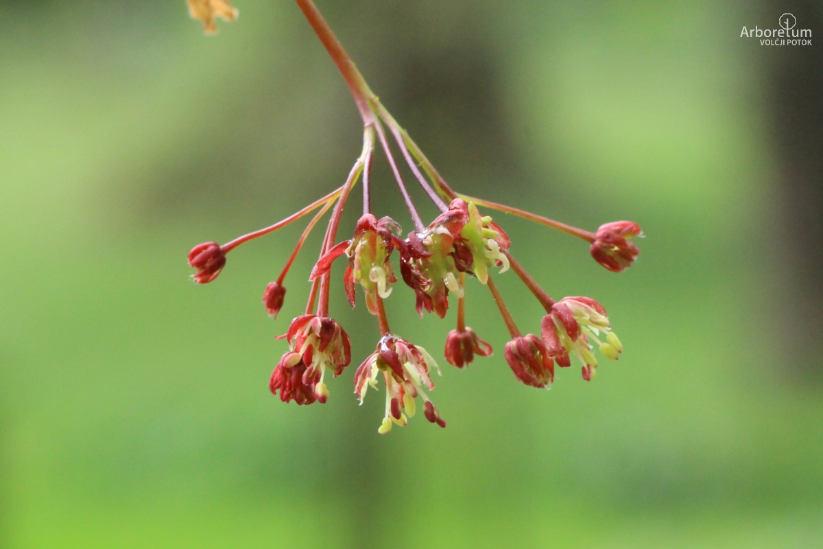 B-1-92_Acer palmatum ‘Dissectum Nigrum’_c5