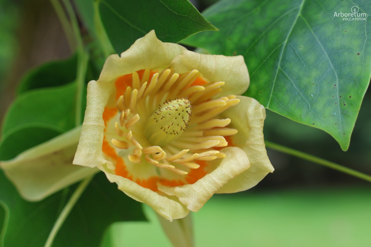 J-6-50_Liriodendron tulipifera ‘Fastigiata’_c6