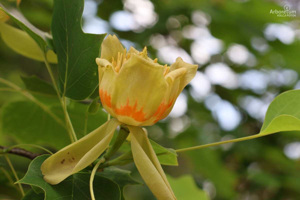 J-6-50_Liriodendron tulipifera ‘Fastigiata’_c7