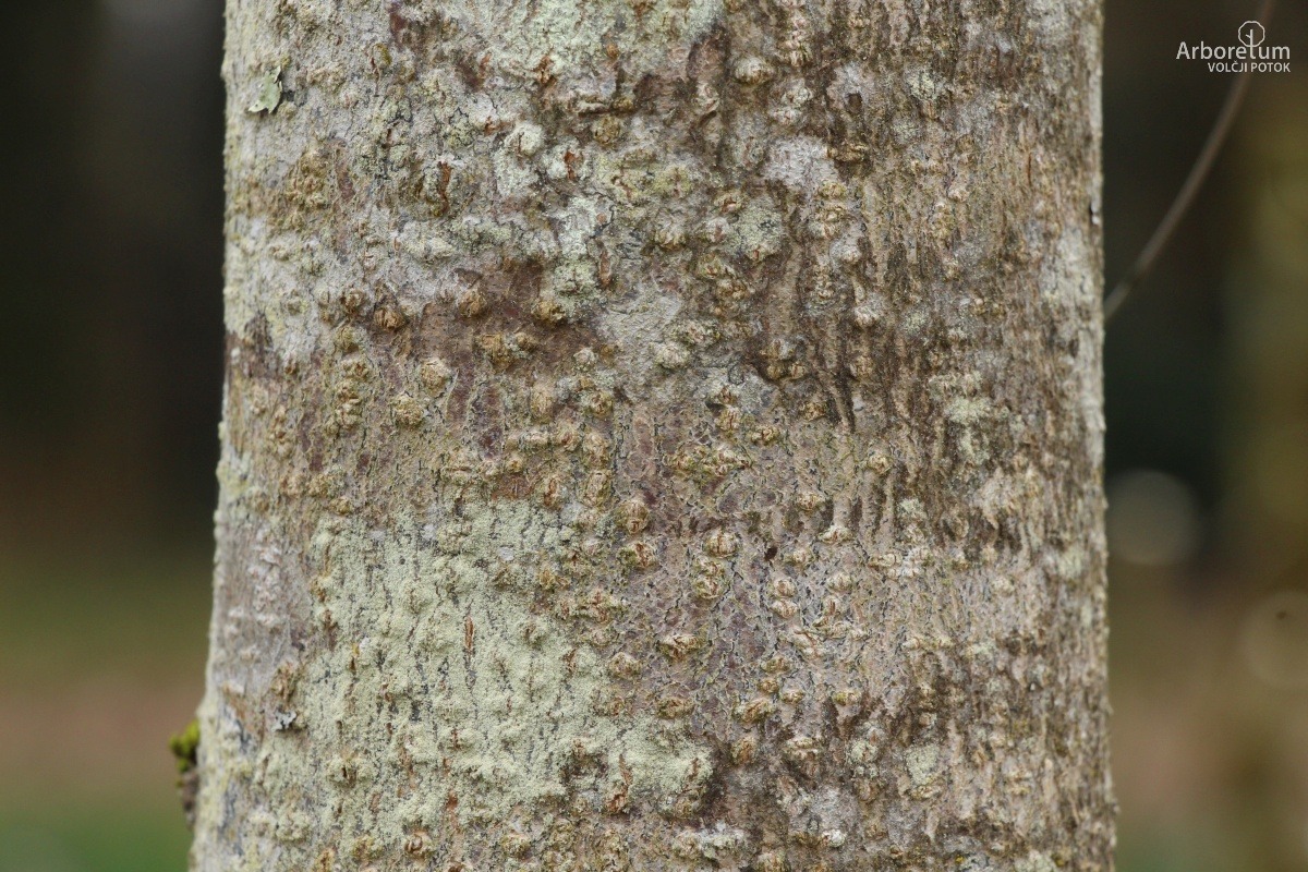 K-3-107_Aesculus hippocastanum_d4